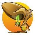 L’odeur du cannabis: que sent cette plante et pourquoi?