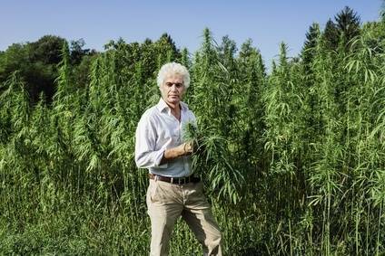 Cannabis Sativa Höhenwachstum