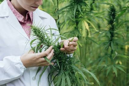 High Supplies graines de cannabis