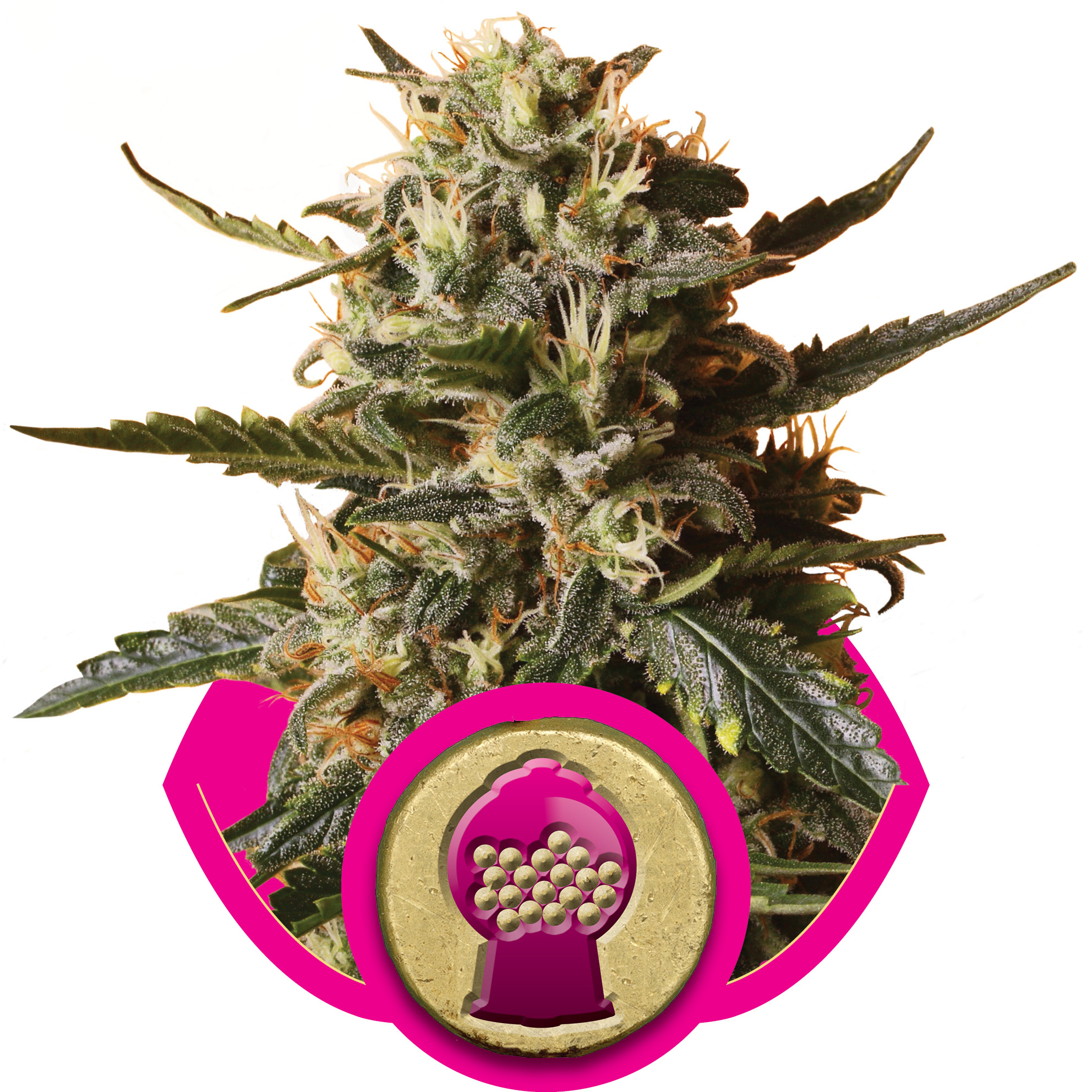 thc in bubble gum strain thc in bubble gum strain
