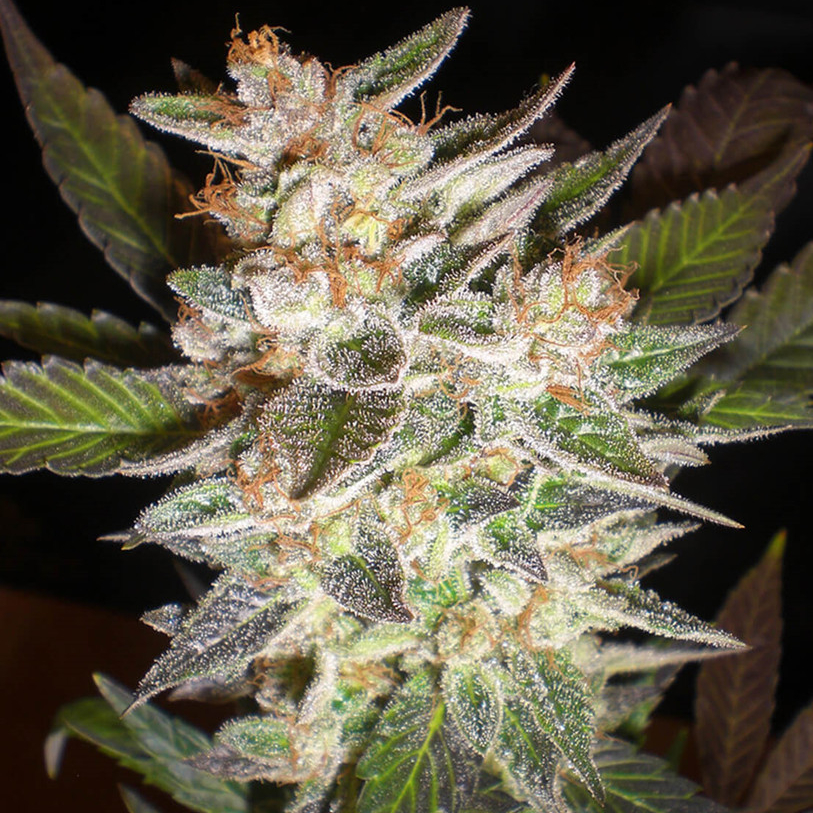 Cheese x Candy Kush Féminisée Acheter discrèment des graines de cannabis