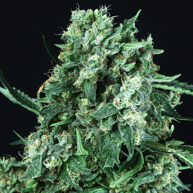OG Kush Féminisée Autofloraison Acheter discrèment des