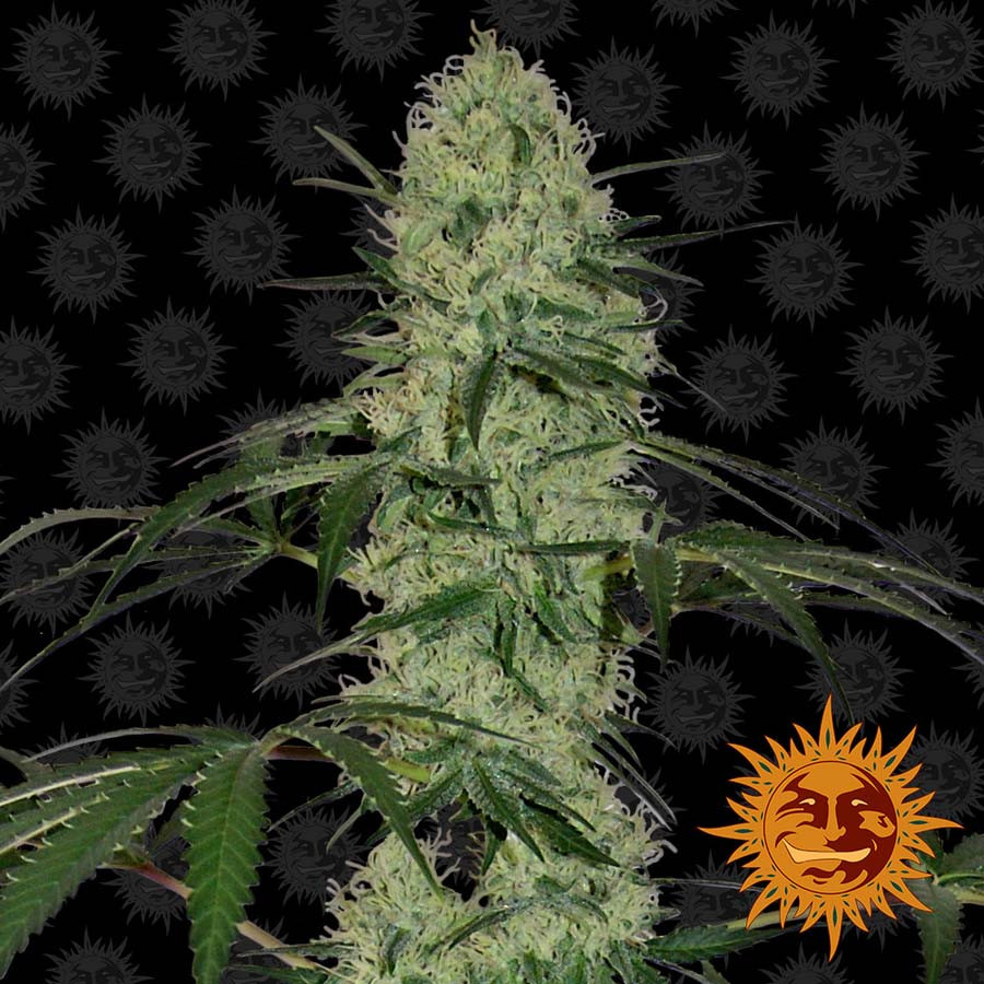Tangerine Dream Féminisée Autofloraison | Acheter discrèment des