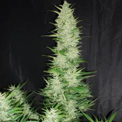 Auto CBD féminisée autofloraison - 10 graines