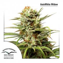 Autowhite Widow Féminisée - 7 graines