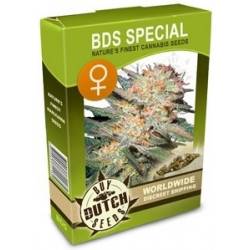 BDS Special Feminisiert - 5 Graines