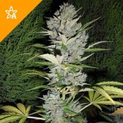 Big Bud Féminisée Autofloraison - 5 graines