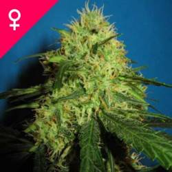 Big Bud Féminisée - 10 graines