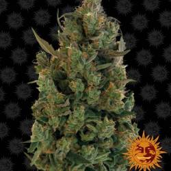 Blue Cheese féminisée - 5 graines