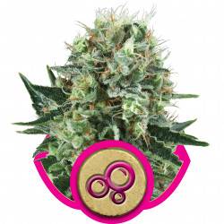 Bubble Kush Féminisée - 5 graines