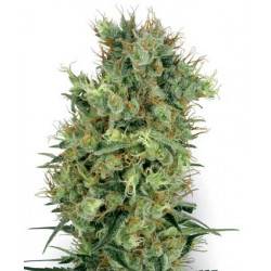 Cali Orange Bud - 10 Graines