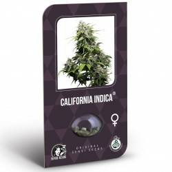 California Indica Féminisée (Classic Redux Serie) - 10 Graines