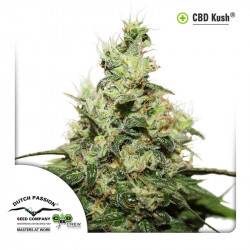 CBD Kush Féminisée - 5 graines