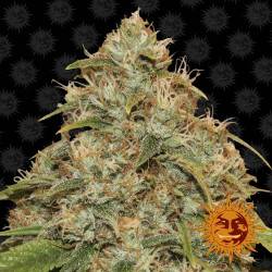 CBD citron potion féminisée autofloraison - 5 graines