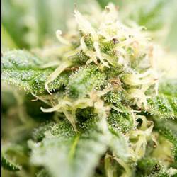 Cheese autofloraison - 5 graines