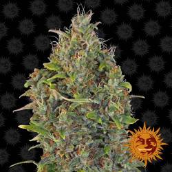 Critical Kush Féminisée Autoflorissante - 5 Graines