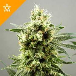 Diesel Haze féminisée autofloraison - 5 graines