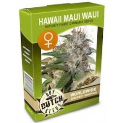 Hawaii Maui Waui féminisée - 5 graines