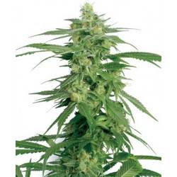 Holland's Hope - 10 graines