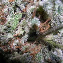 Indica Champions Pack Feminisiert - 6 Graines