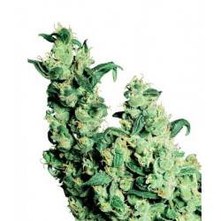 Jack Herer - 10 Graines