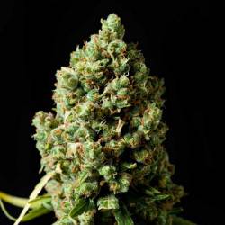 Jack Herer Autofloraison - 5 graines