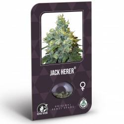 Jack Herer Féminisée (Classic Redux Serie) - 10 Graines