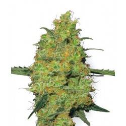 Master Kush - 10 Graines