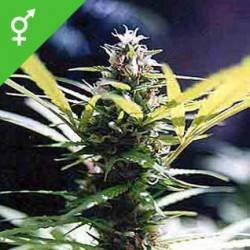 Master Kush - 10 Graines