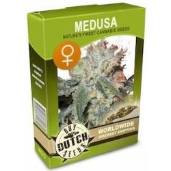 Medusa Feminisiert - 5 Graines