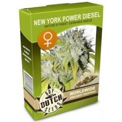 New York Power Diesel Feminisiert - 5 Graines