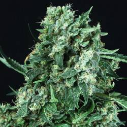 OG Kush Féminisée Autofloraison - 3 graines