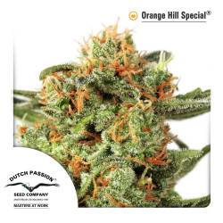 Orange Hill Special féminisée - 3 graines