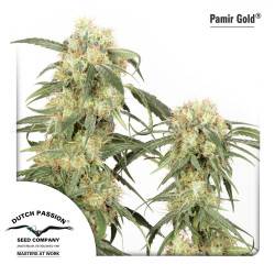 Pamir Gold féminisée - 3 graines
