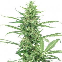 Power Plant Autofloraison - 5 graines