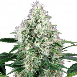 Pure Power Plant autofloraison - 10 graines