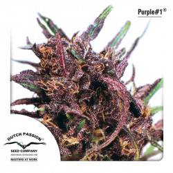 Purple #1 féminisée - 10 graines