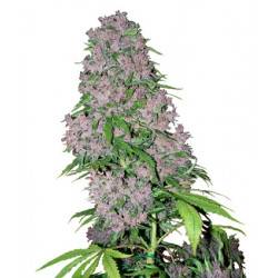 Purple Bud féminisée - 5 graines