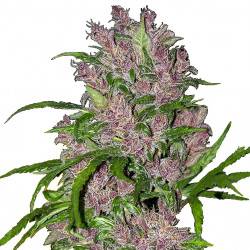 Purple Bud féminisée autofloraison - 5 graines