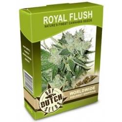 Royal Flush - 10 Graines