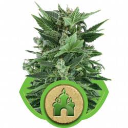 Royal Kush féminisée autofloraison - 10 graines