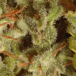 Sativa Champions Pack Feminisiert - 6 Graines