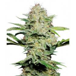 Sensi Skunk Autofloraison - 10 Graines