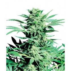 Shiva Skunk - 10 Graines