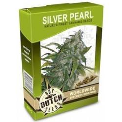 Silver Pearl - 10 Graines