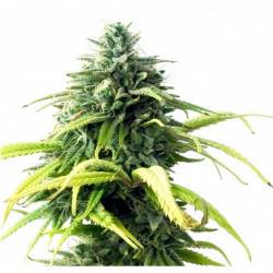 Skunk #1 Féminisée - 5 graines