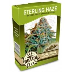 Sterling Haze - 10 Graines