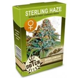 Sterling Haze Feminisiert - 5 Graines