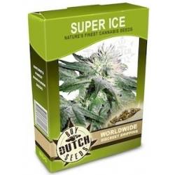 Super Ice - 10 Graines