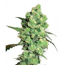 Super Skunk - 10 graines